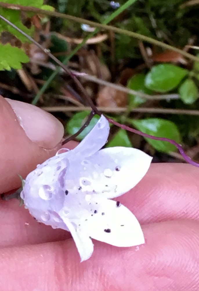 A nearly white phase harebell.