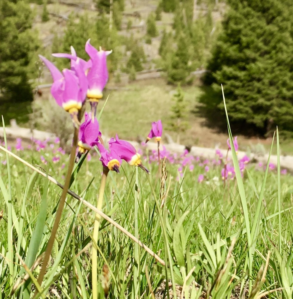 Shooting stars are a stunning spring blossom in Yellowstone each year