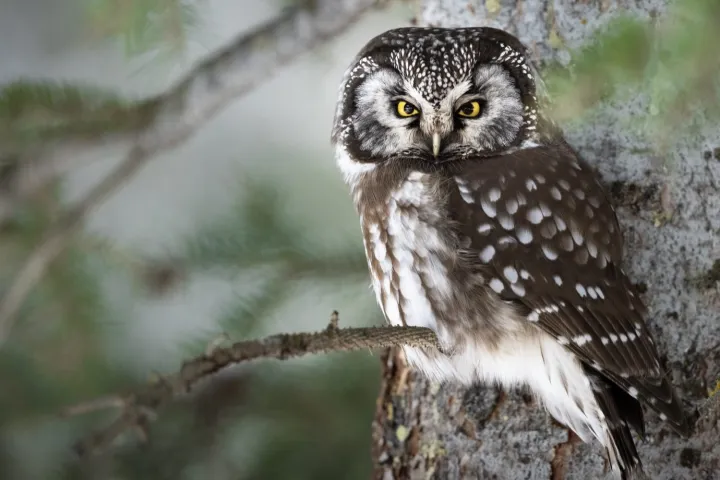 Boreal owl. Winter in Yellowstone. Evan Watts photographer