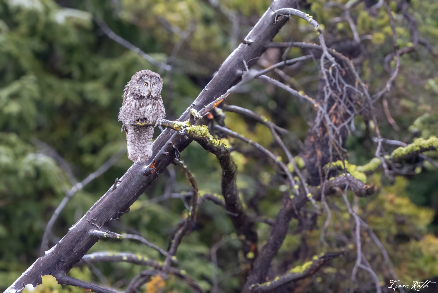 Great grey owl surveying its surroundings.