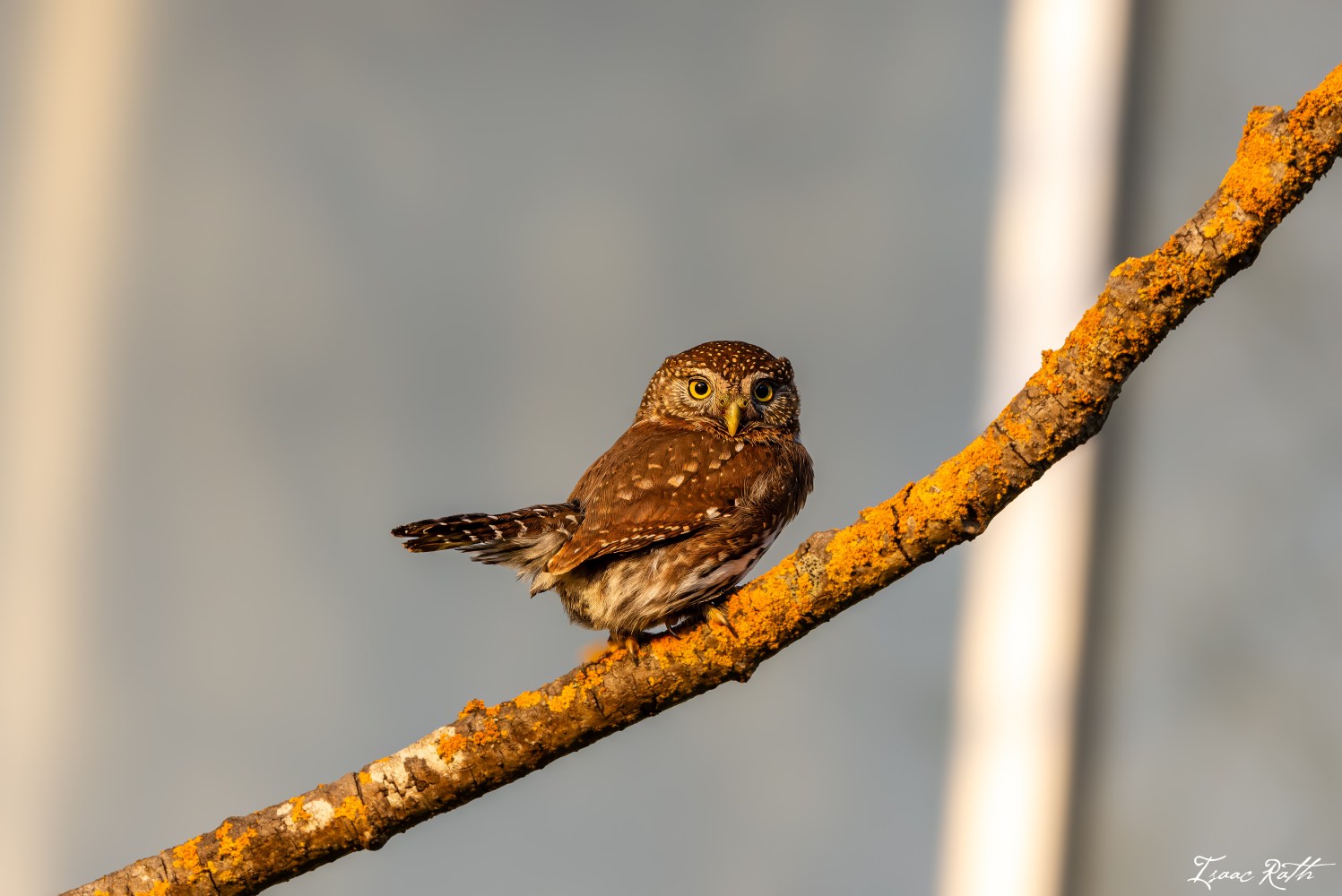 A Northern Pygmy owl in Yellowstone.