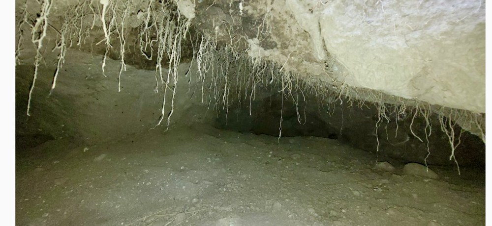 The inside of wolf 907F's den site used in spring 2022 in Little America (Yellowstone National Park). It is no longer an active den site. Photo by naturalist Aleksa B.