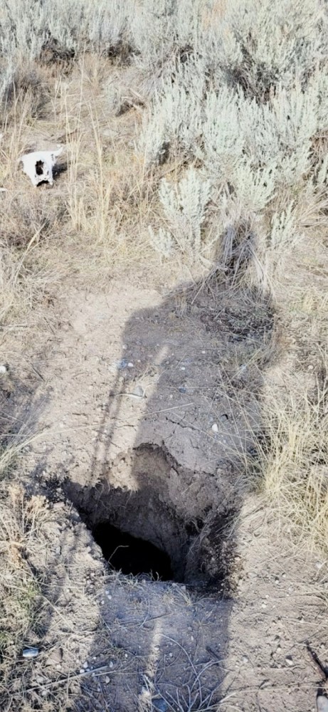 Guide Aleksa B., finds the den used by wolf 907F during the summer of 2022. Photo by Aleksa B.
