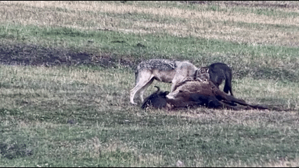 907F Feasting on a bison S2024 – Made with Clipchamp Junction Butte wolf pack matriarch 907F feeding on bison in Lamar Valley just months before her death at the paws of the rival Rescue Creek Pack in December of 2024. Footage captured by naturalist Leysa K.