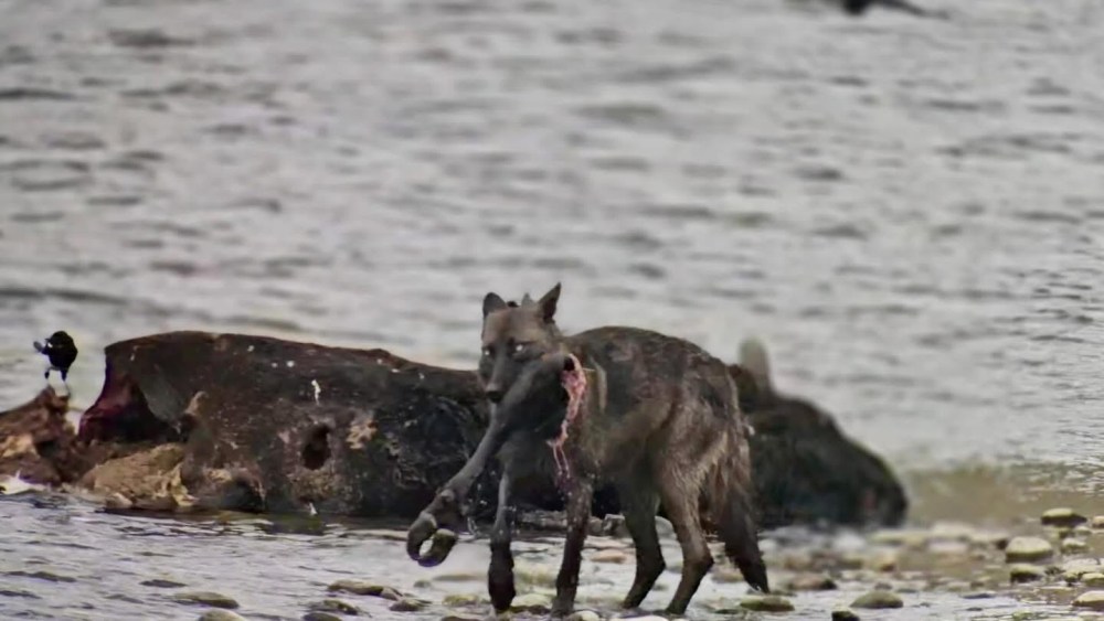 Wolf carrying prey near river, large log and bird in background. Slough Creek Yellowstone National Park