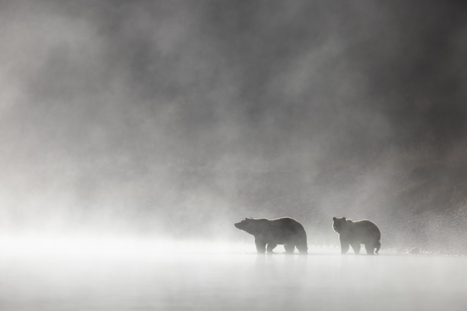 Fog rising off of the mighty Snake River envelopes a grizzly bear and her cub as they wade out into the water to cross.