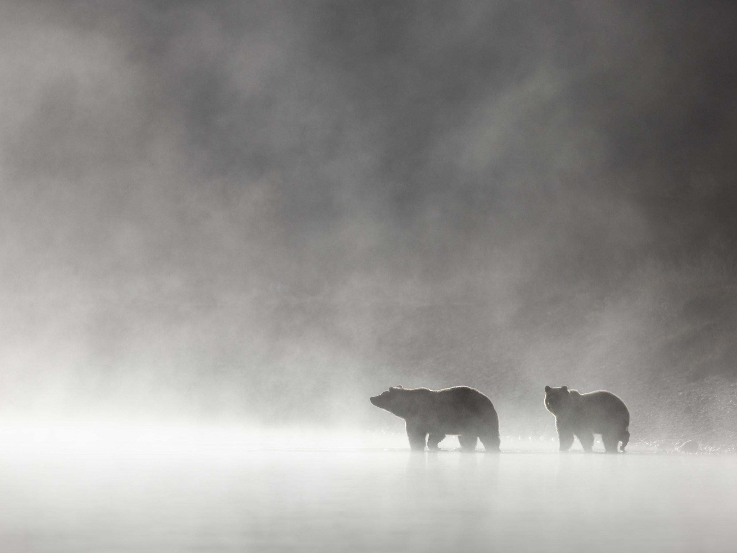 Fog rising off of the mighty Snake River envelopes a grizzly bear and her cub as they wade out into the water to cross.