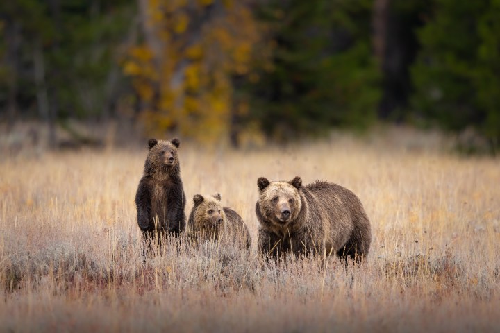 A grizzly bear and her cubs feed in a mountain meadow, quickly working to gain weight as winter creeps nearer. Evan Watts
