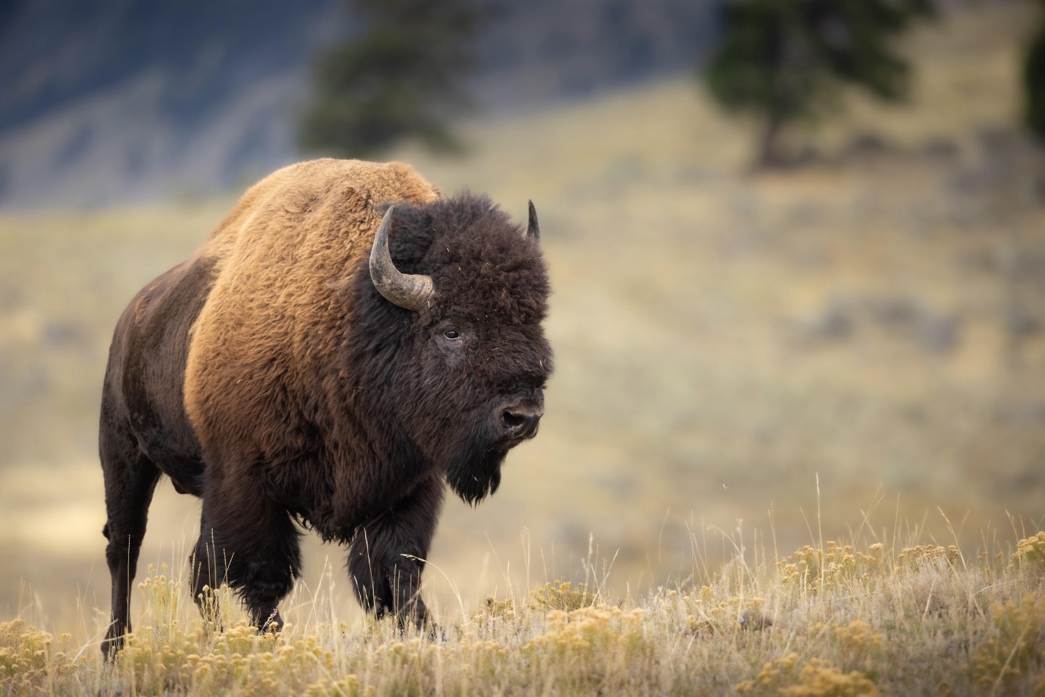 A bull bison in his prime on Yellowstone’s Northern Range. Evan Watts