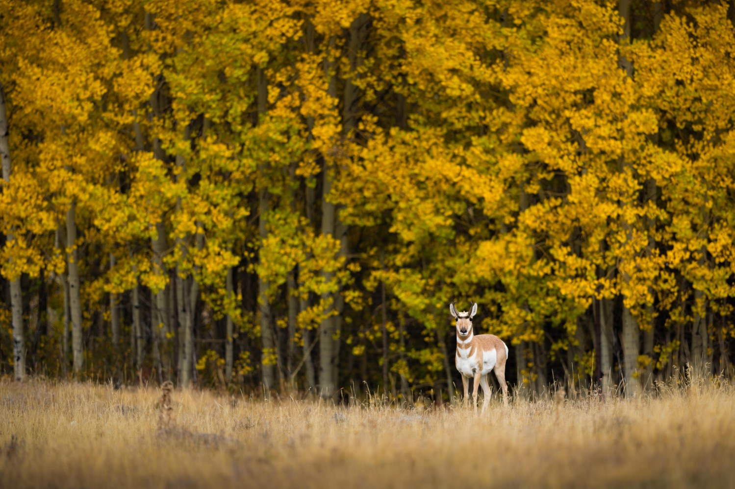 A pronghorn in front of one of the many vibrant aspen stands that dot Yellowstone’s Northern Range. Evan Watts