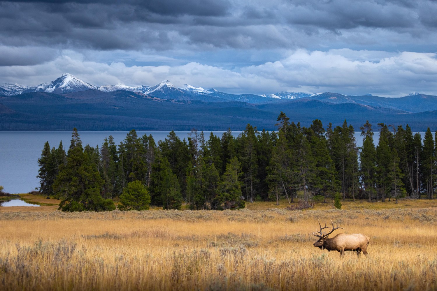 As the first snowfall of the year dusts the peaks of the Absaroka Range, a bull elk bugles in a mountain meadow, warding off those who might seek to claim his harem. Yellowstone National Park. Evan Watts