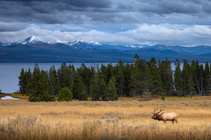 As the first snowfall of the year dusts the peaks of the Absaroka Range, a bull elk bugles in a mountain meadow, warding off those who might seek to claim his harem. Yellowstone National Park. Evan Watts