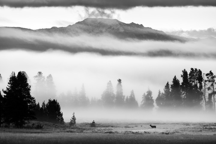 An elk trots through a meadow on a foggy morning in Yellowstone. Evan Watts