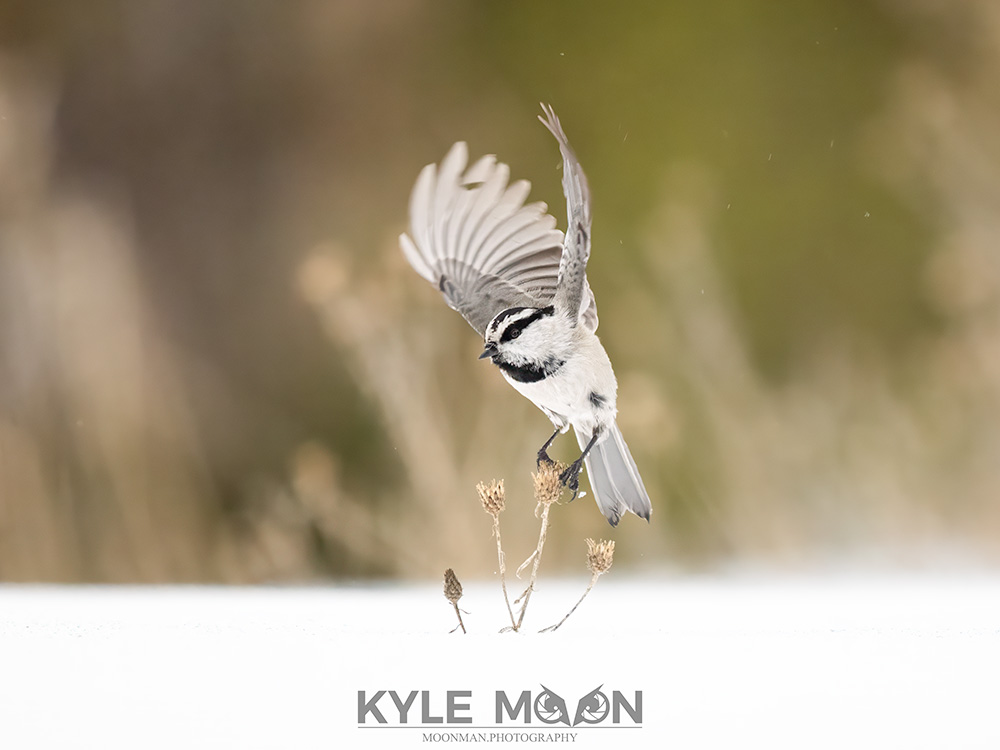 A mountain chickadee with outstretched wings perched on a dried plant in the snow. Yellowstone National Park