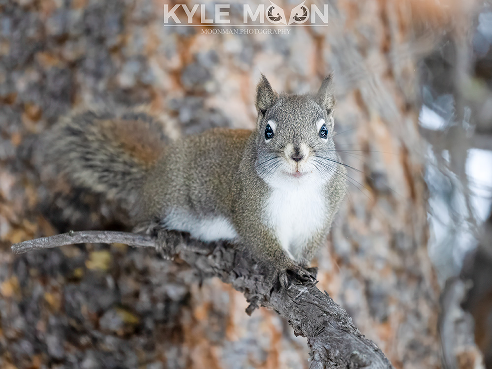 Alert red squirrel in a tree. Yellowstone National Park