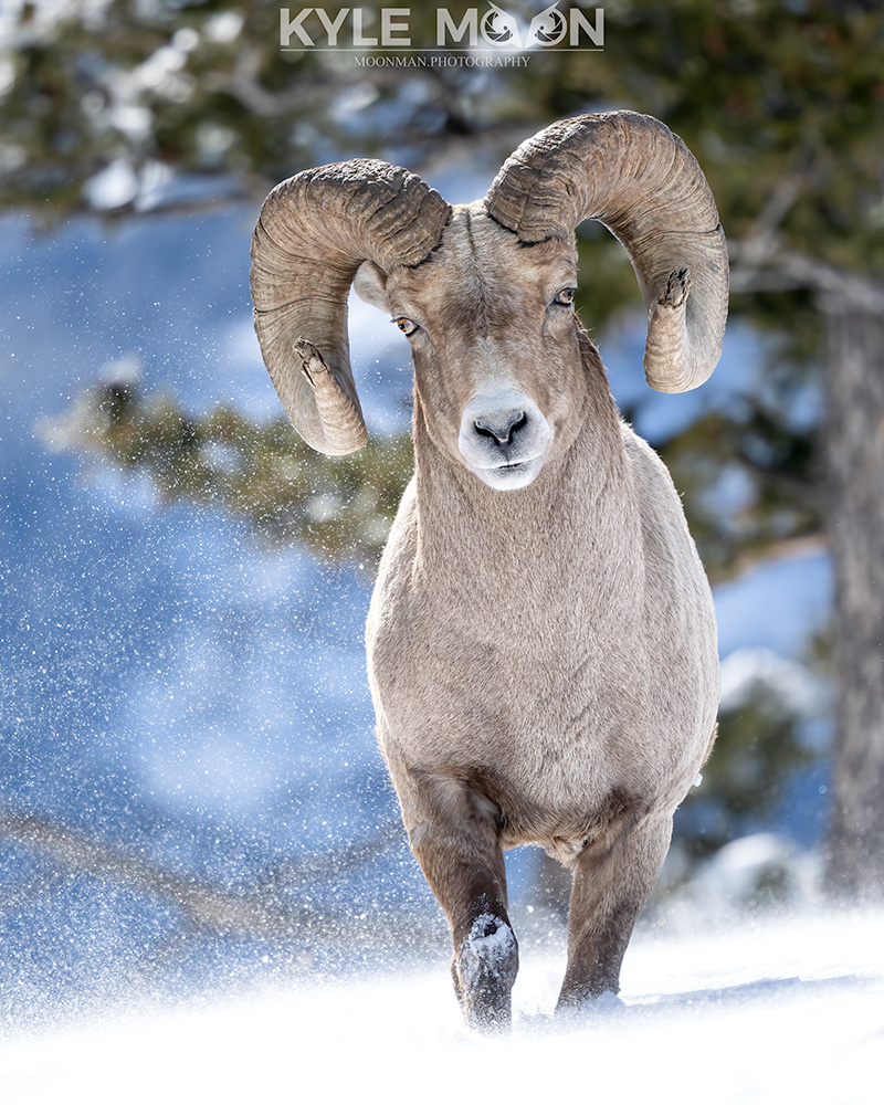 Bighorn sheep in snow with large curved horns, walking. Yellowstone National Park