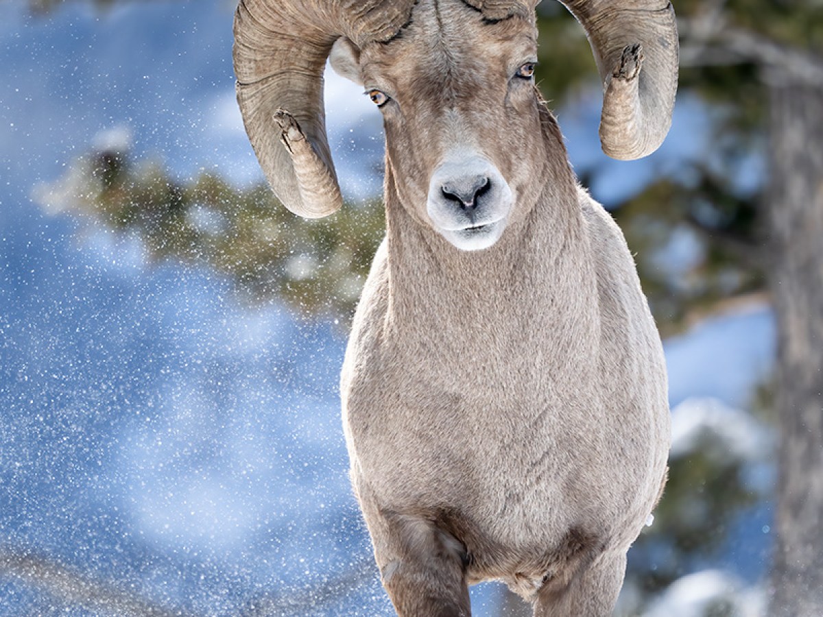 Bighorn sheep in snow with large curved horns, walking. Yellowstone National Park