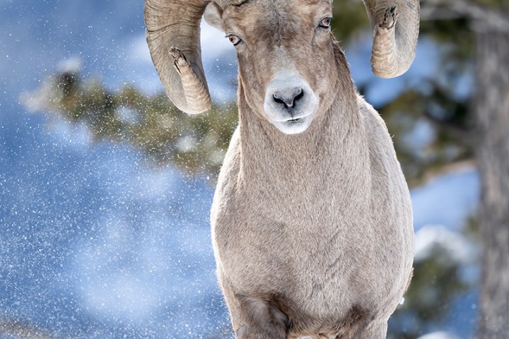 Bighorn sheep in snow with large curved horns, walking. Yellowstone National Park