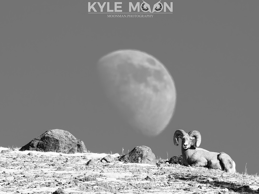 A bighorn sheep rests on a rocky terrain with a large moon in the background.
