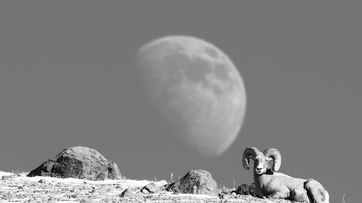 A bighorn sheep rests on a rocky terrain with a large moon in the background.