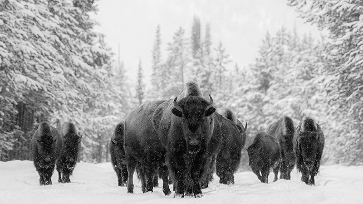 Herd of bison walking on a snowy path between snow-covered trees in a winter landscape.