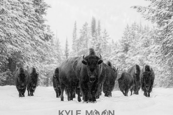 Herd of bison walking on a snowy path between snow-covered trees in a winter landscape.