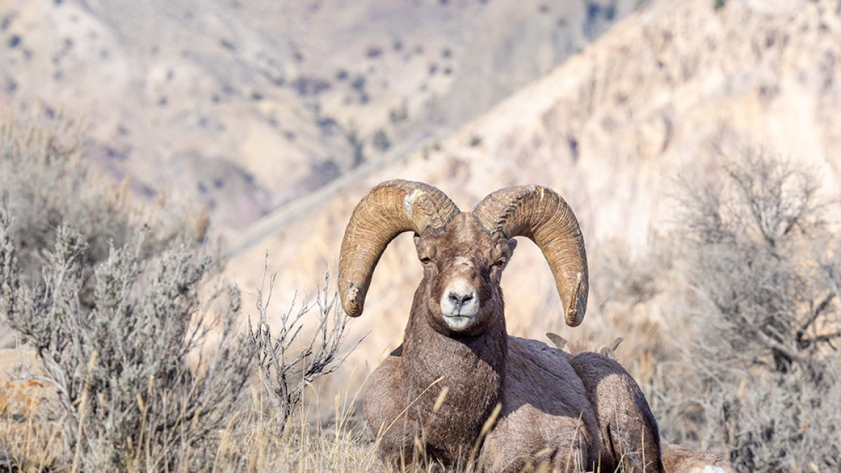Bighorn sheep resting in a dry, mountainous landscape.