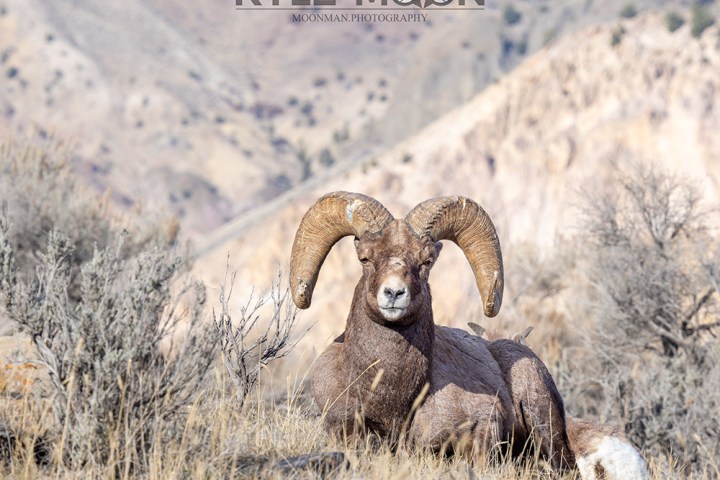Bighorn sheep resting in a dry, mountainous landscape.