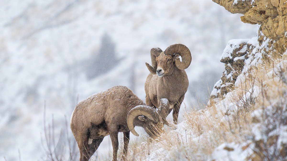 Two bighorn sheep on a snowy hillside with rocky outcrops.