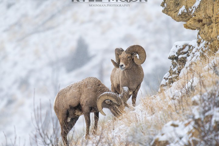 Two bighorn sheep on a snowy hillside with rocky outcrops.