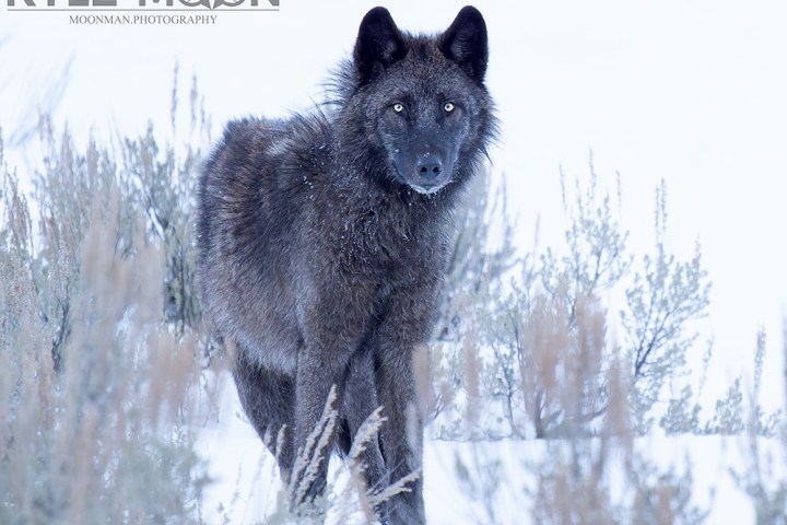 Black wolf standing in snowy field, gazing directly ahead.