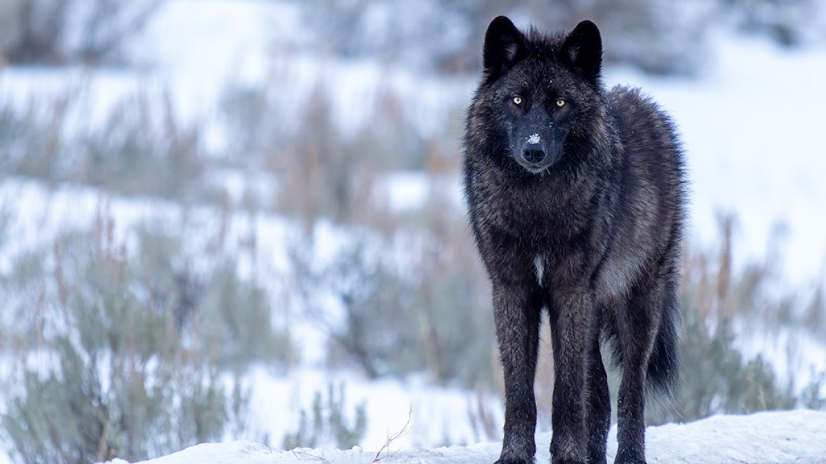 Black wolf standing on snowy ground with blurred trees in background.