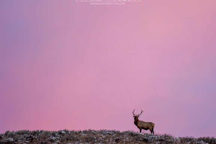 Elk on snowy hill under pink sky at sunrise or sunset.