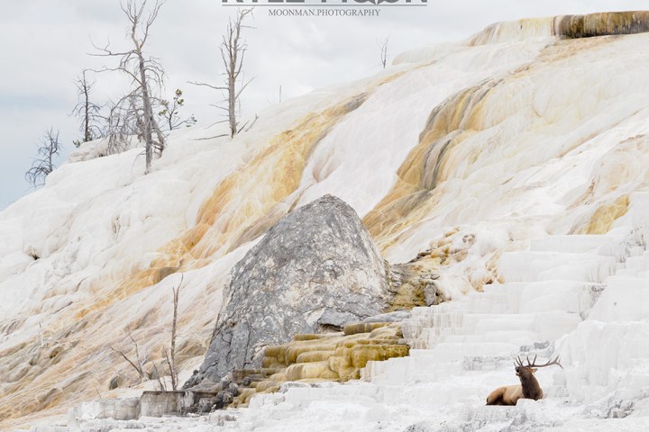 Elk resting on white, rocky terraces under a cloudy sky with bare trees in the background.