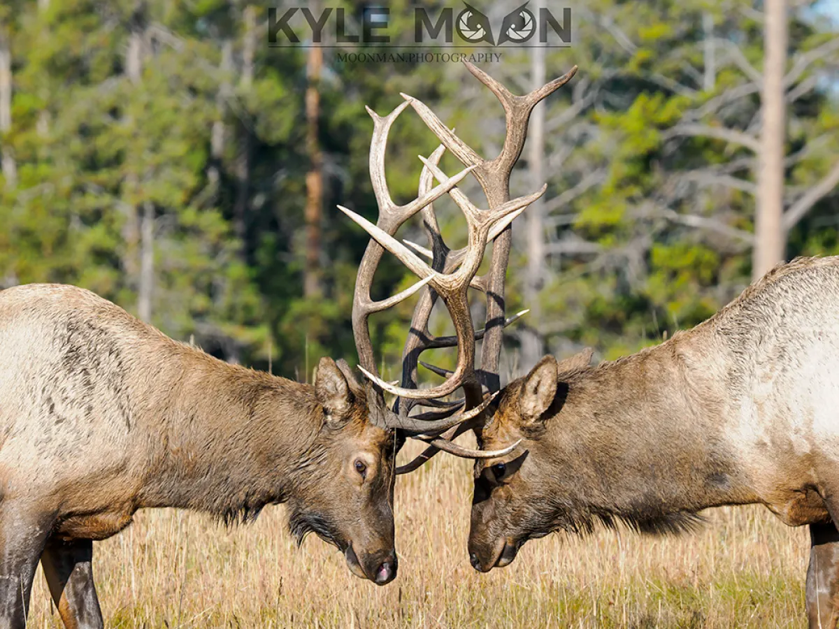Two elk with interlocked antlers in a grassy field, trees in background.