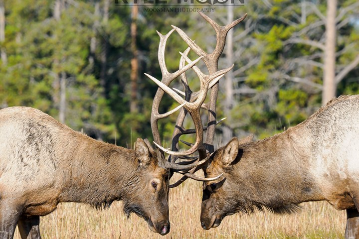 Two elk with interlocked antlers in a grassy field, trees in background.
