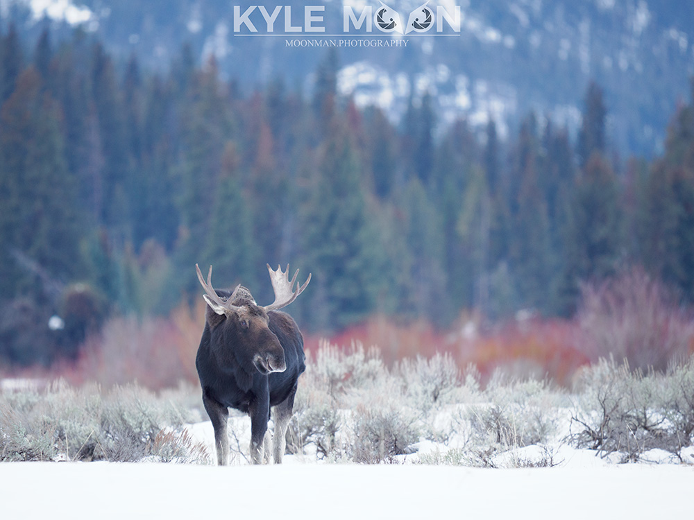 A moose standing in a snowy field with trees in the background.