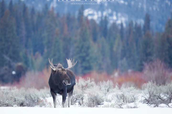 A moose standing in a snowy field with trees in the background.