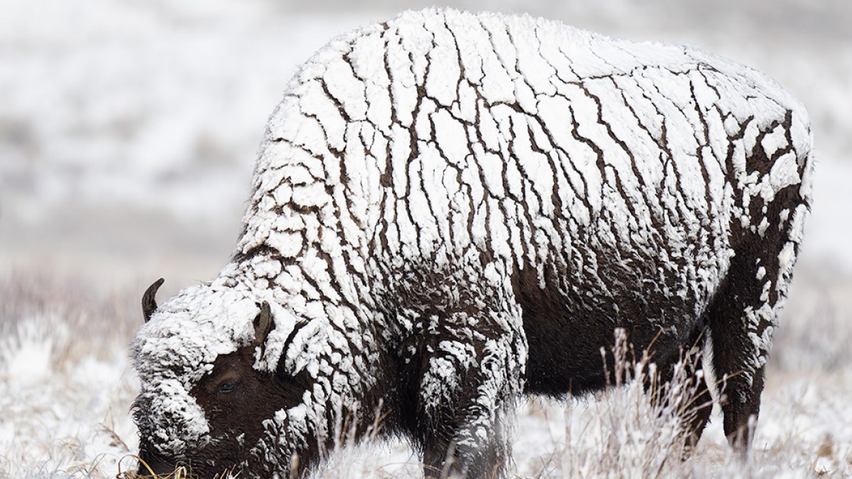 A bison with snow on its back grazing in a snowy field.