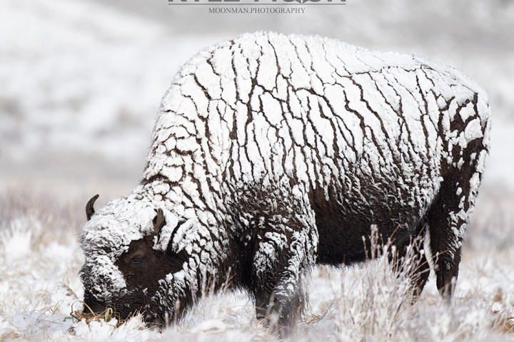 A bison with snow on its back grazing in a snowy field.