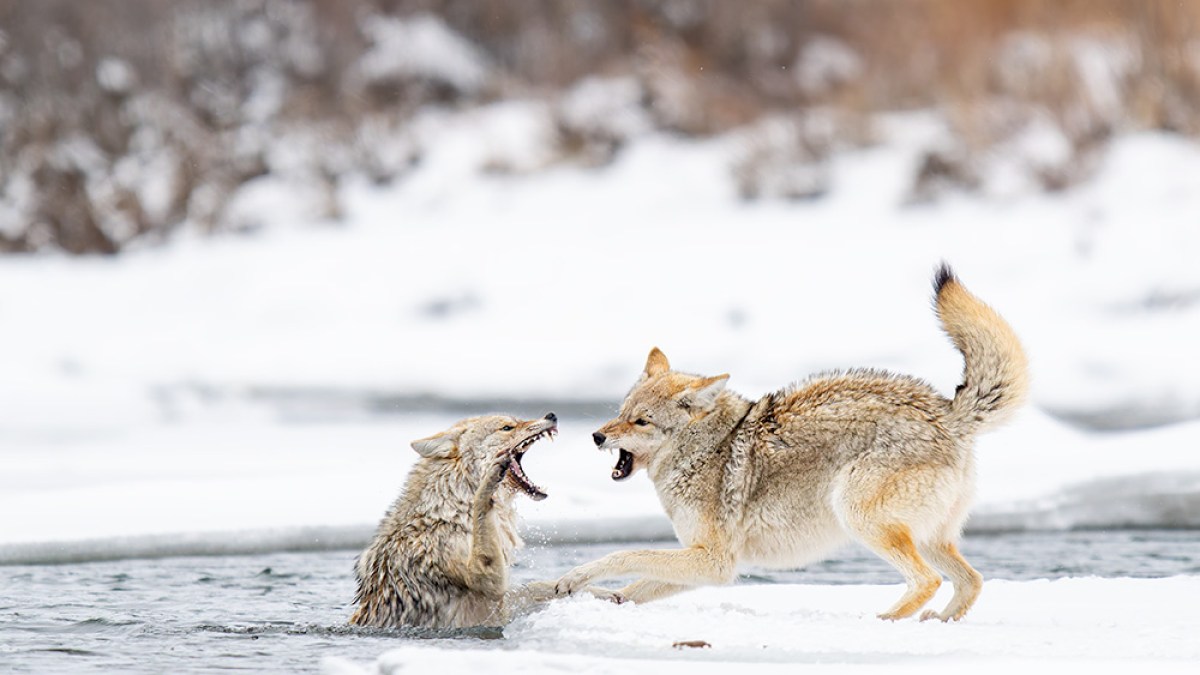 Two coyotes interacting on snowy terrain, one in water and one on land.