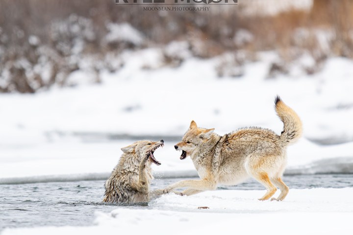 Two coyotes interacting on snowy terrain, one in water and one on land.