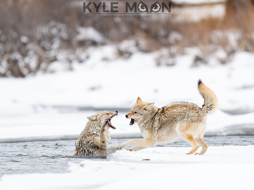Two coyotes interacting on snowy terrain, one in water and one on land.