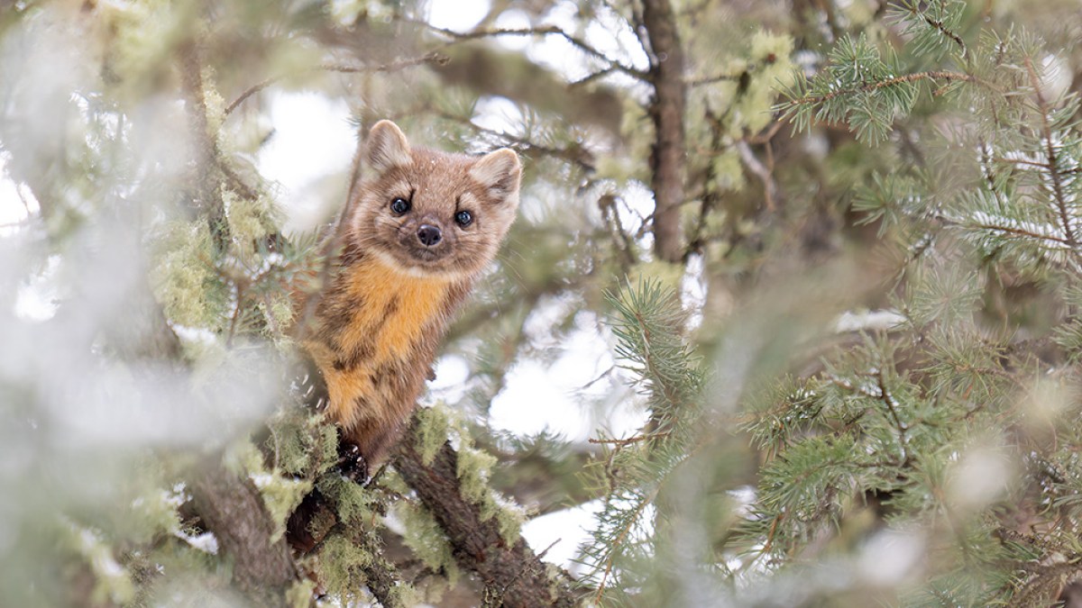 A fluffy, brown-furred pine marten on a tree branch surrounded by spruce branches.