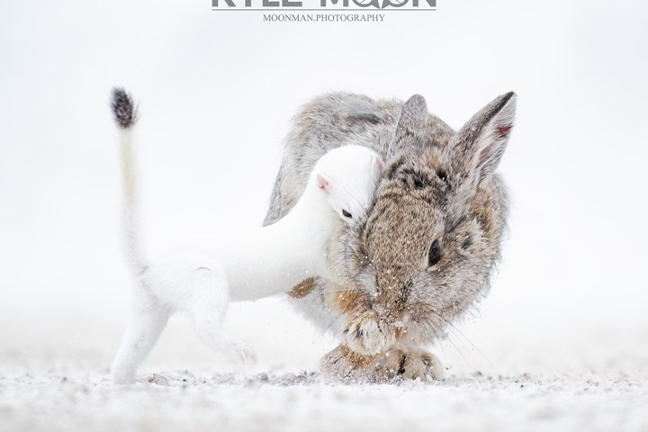 A white stoat attacking a rabbit on snow-covered ground.