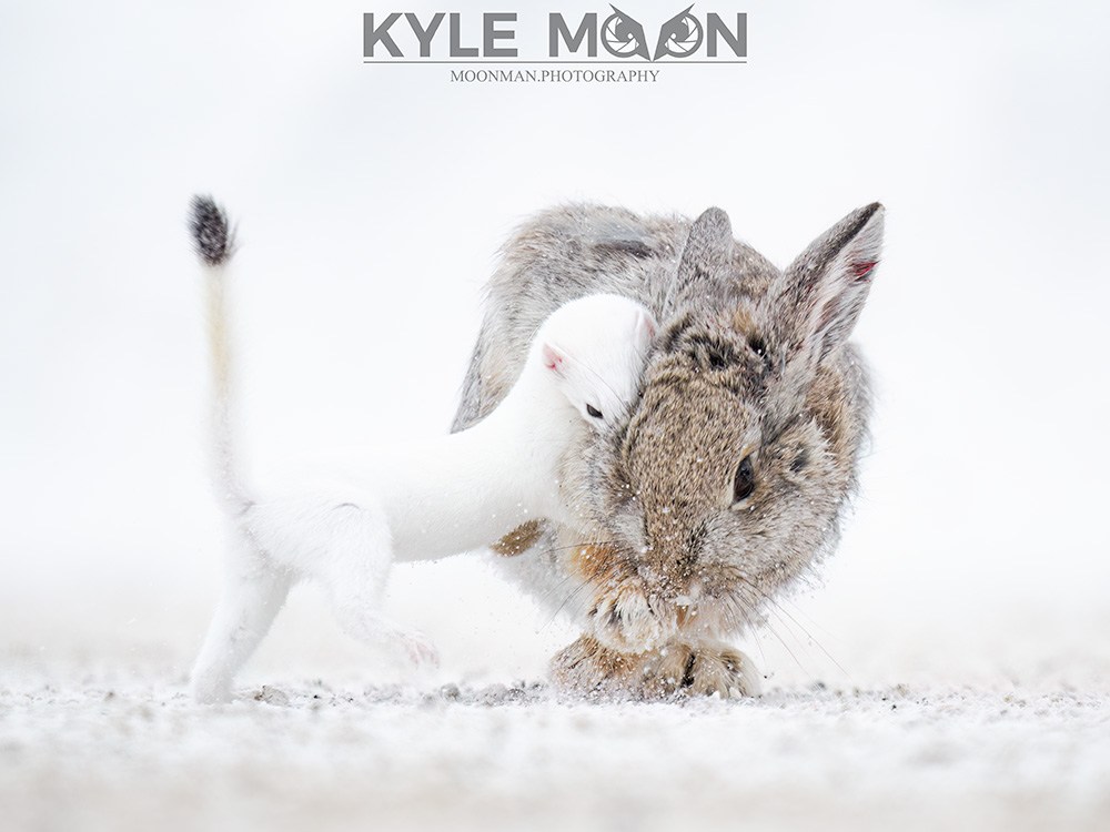 A white stoat attacking a rabbit on snow-covered ground.