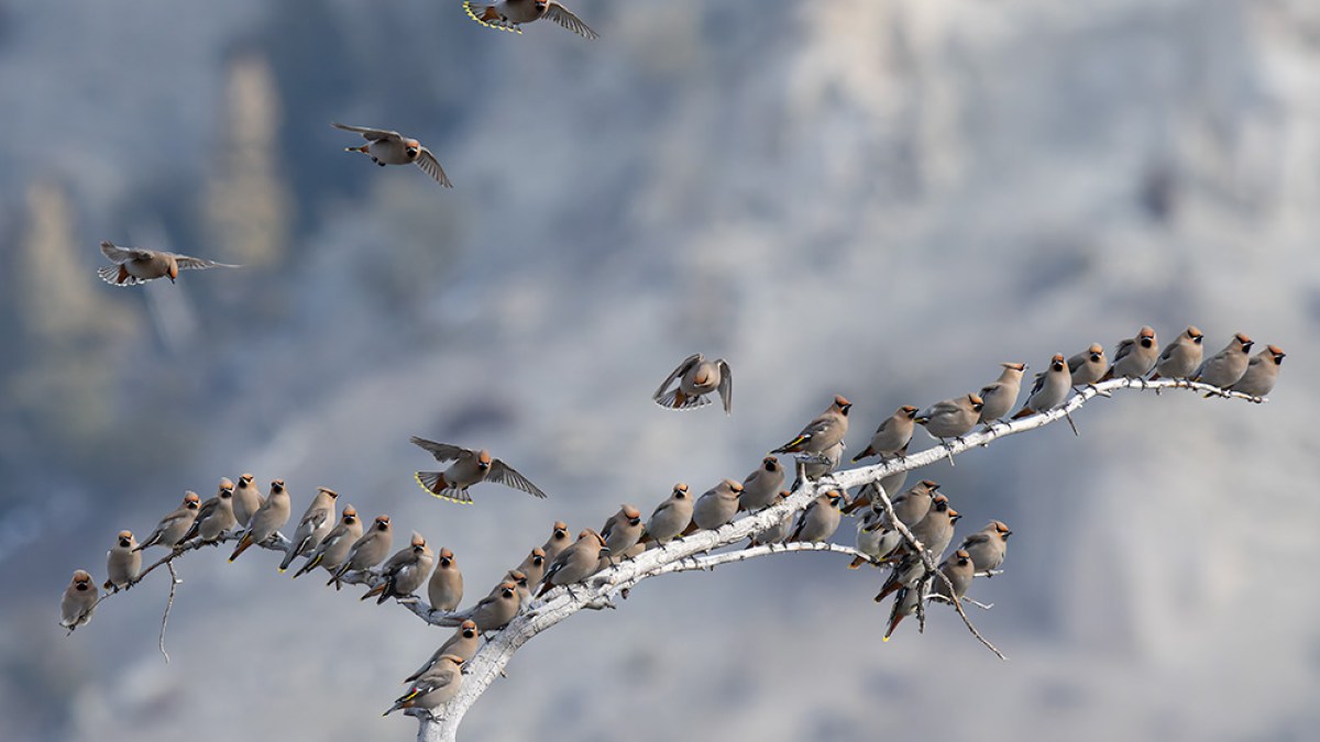 Many birds perched on a tree branch, with a few flying, against a blurred background.