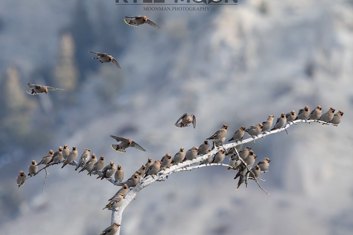 Many birds perched on a tree branch, with a few flying, against a blurred background.