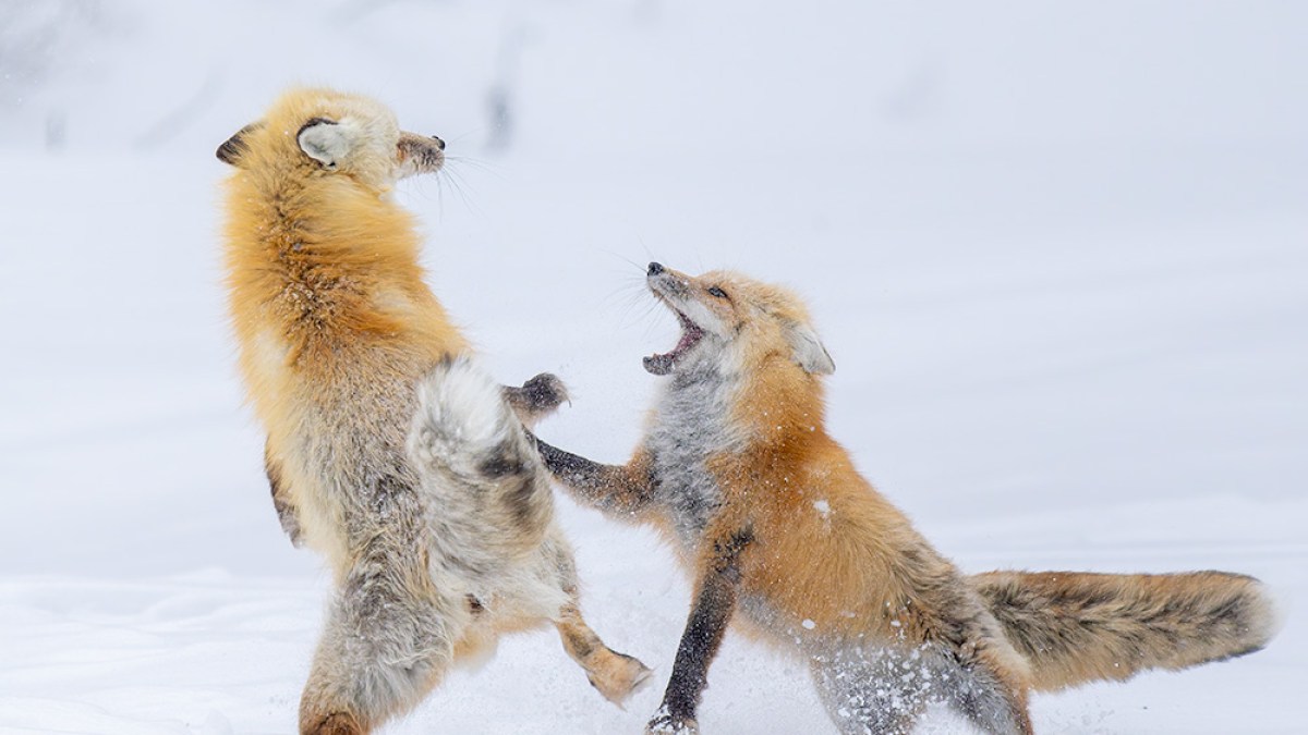 Two foxes playing in the snow, one leaping and the other with mouth open, snowy background.