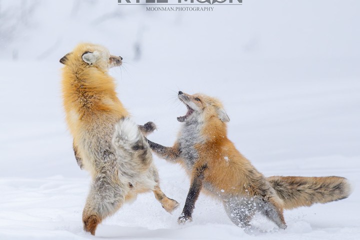 Two foxes playing in the snow, one leaping and the other with mouth open, snowy background.